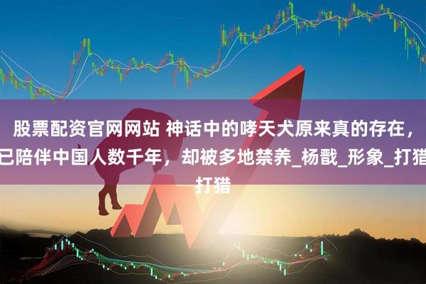 股票配资官网网站 神话中的哮天犬原来真的存在，已陪伴中国人数千年，却被多地禁养_杨戬_形象_打猎